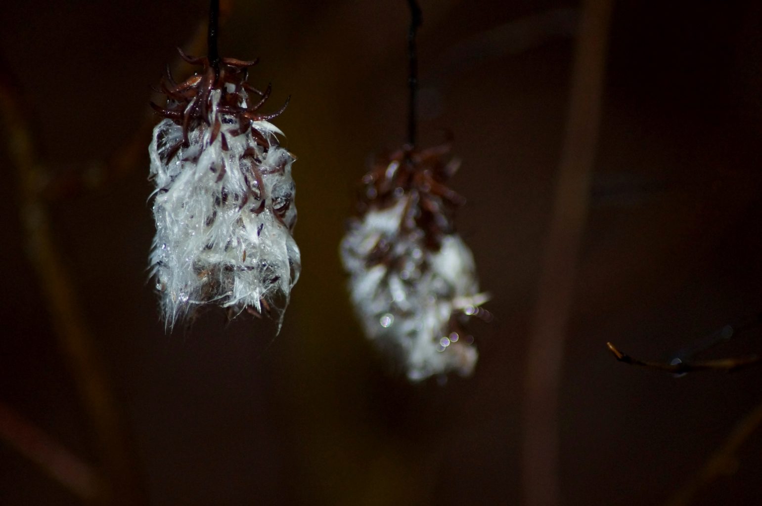 Valokuvaaja: Maarit Siitonen