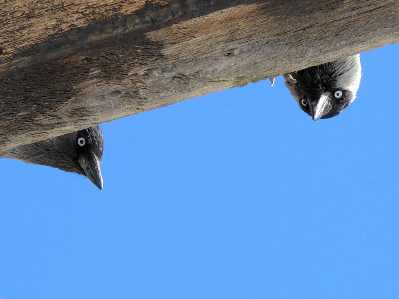 Valokuvaaja: Henri Karvinen