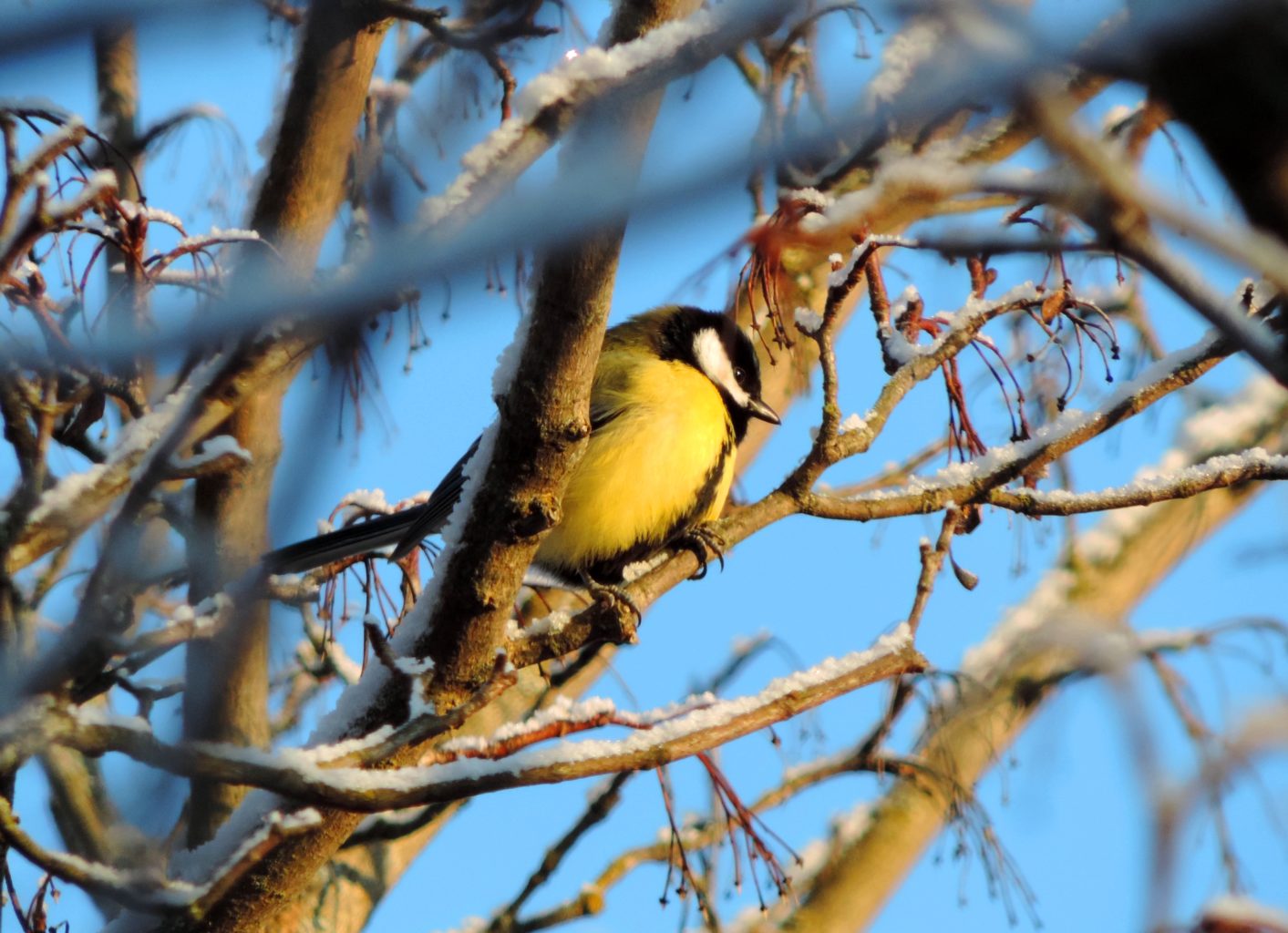Valokuvaaja: Henri Karvinen