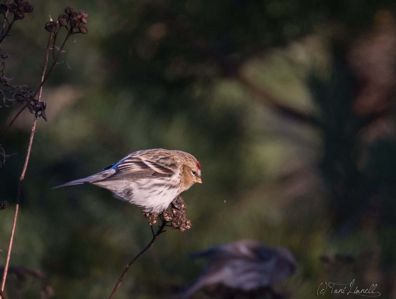 Valokuvaaja: Toni Limnell