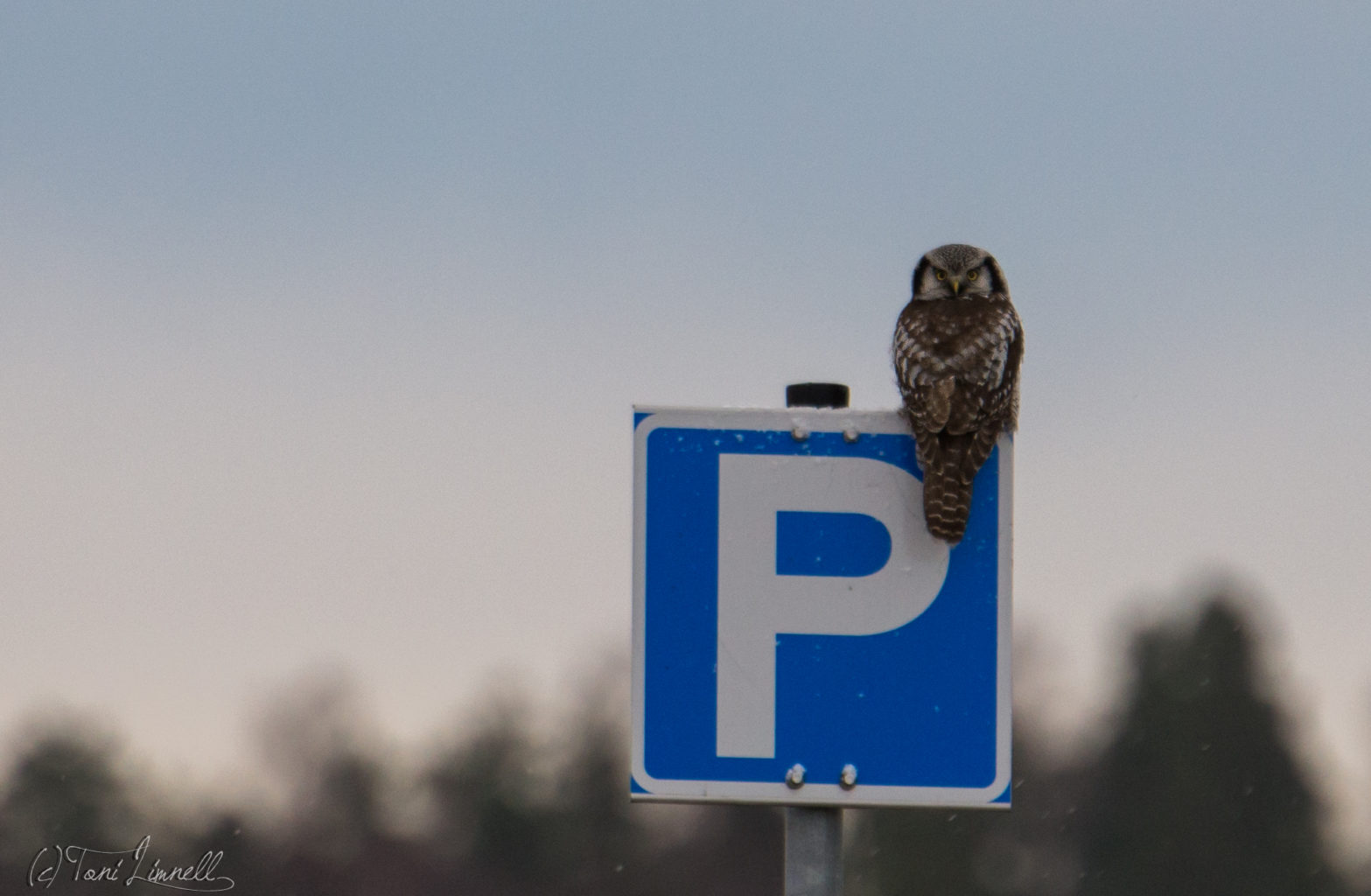Valokuvaaja: Toni Limnell