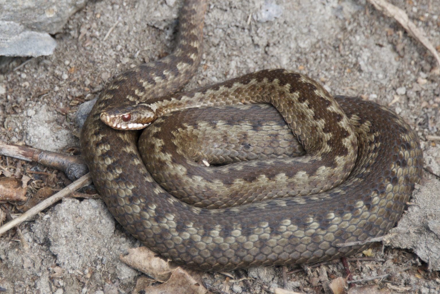 Valokuvaaja: Esa Mertanen Valokuvaaja: Esa Mertanen