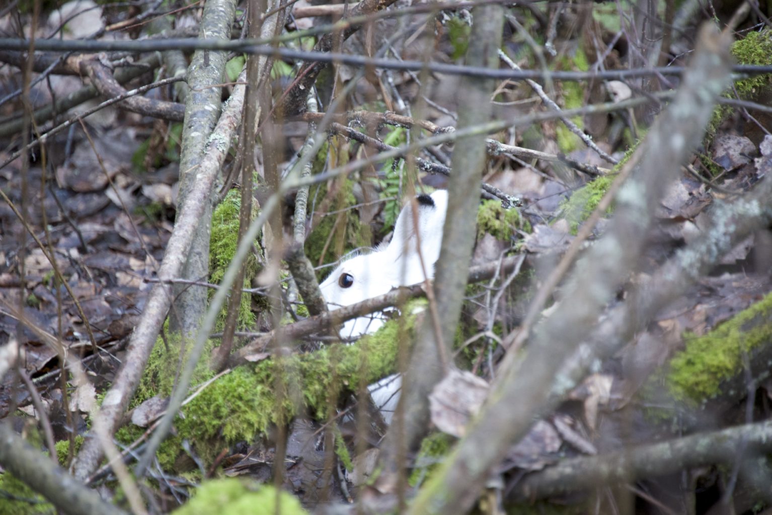 Valokuvaaja: Esa Mertanen