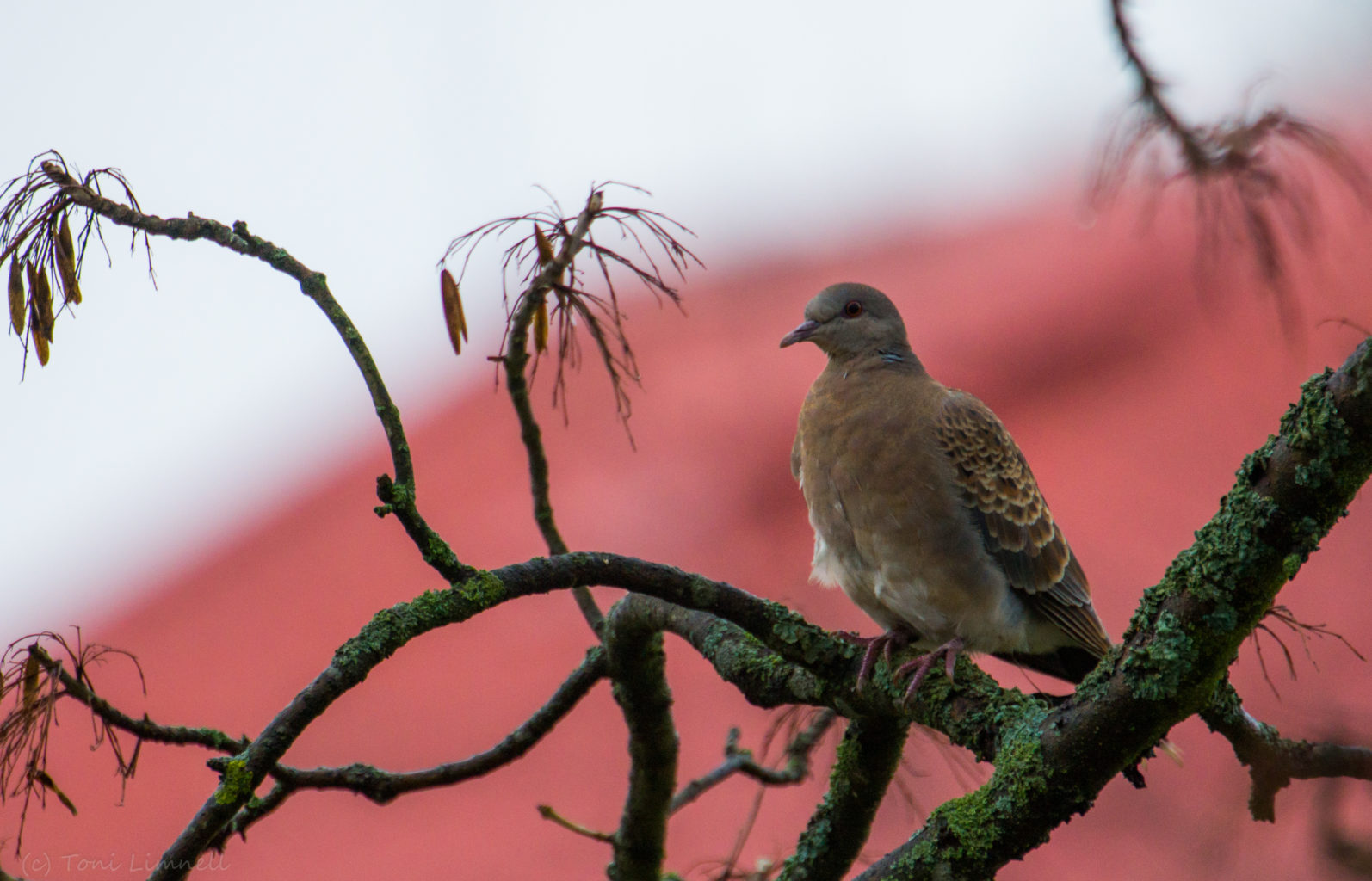 Valokuvaaja: Toni Limnell