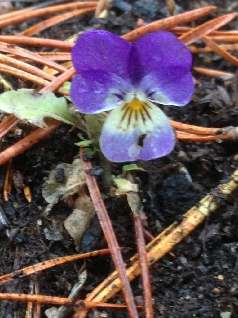 Valokuvaaja: Leena.schönberg-Saari