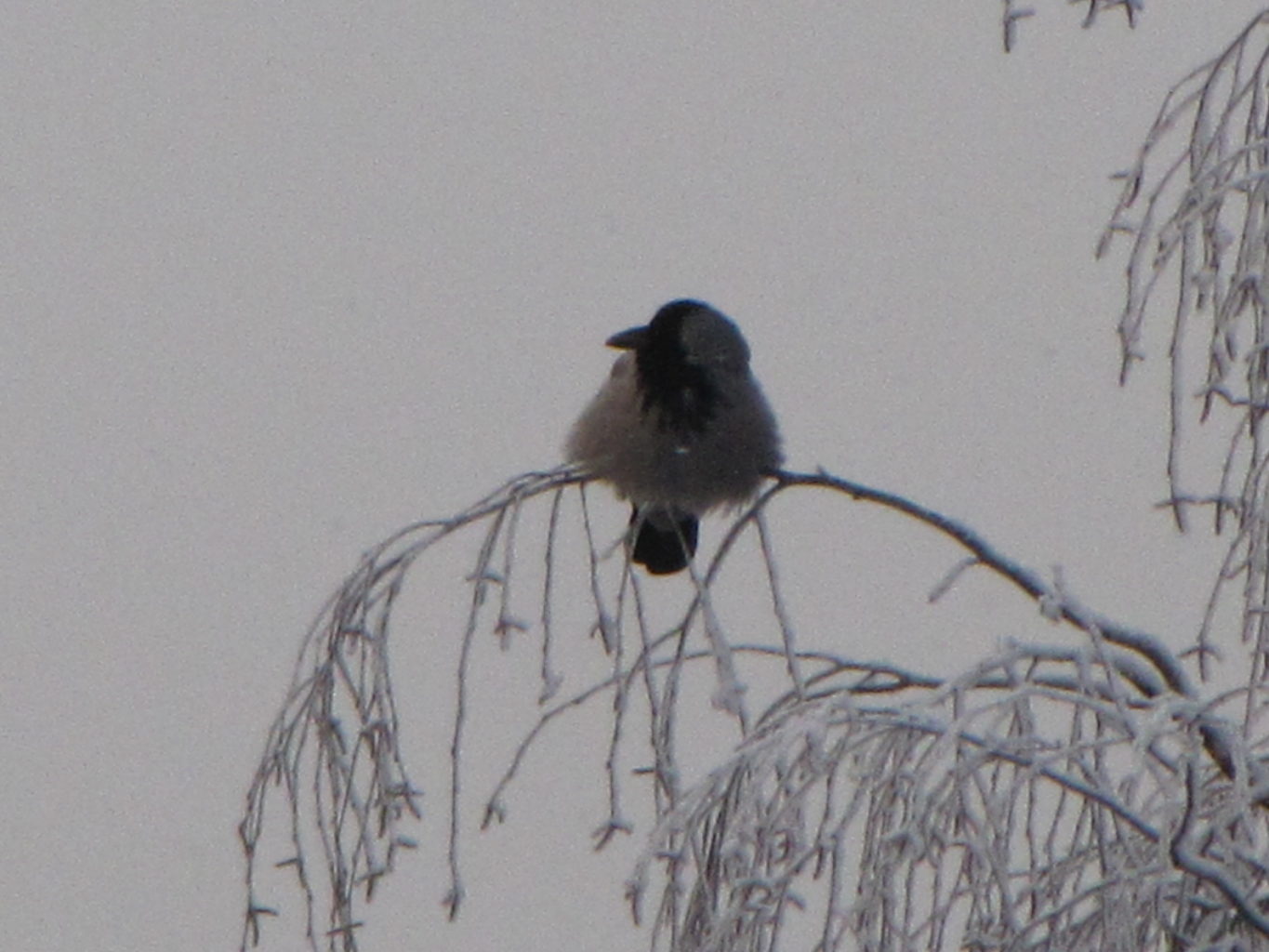 Valokuvaaja: Tuula Makkonen