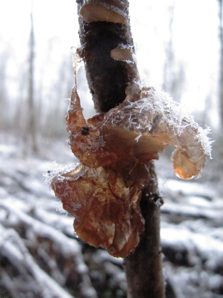 Valokuvaaja: Kaarina Heiskanen