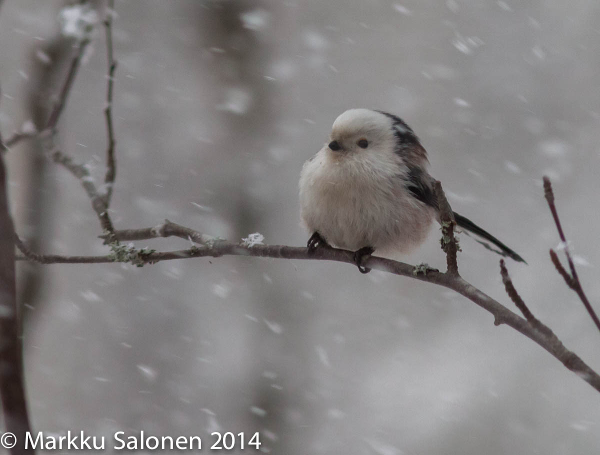 Valokuvaaja: Markku Salonen