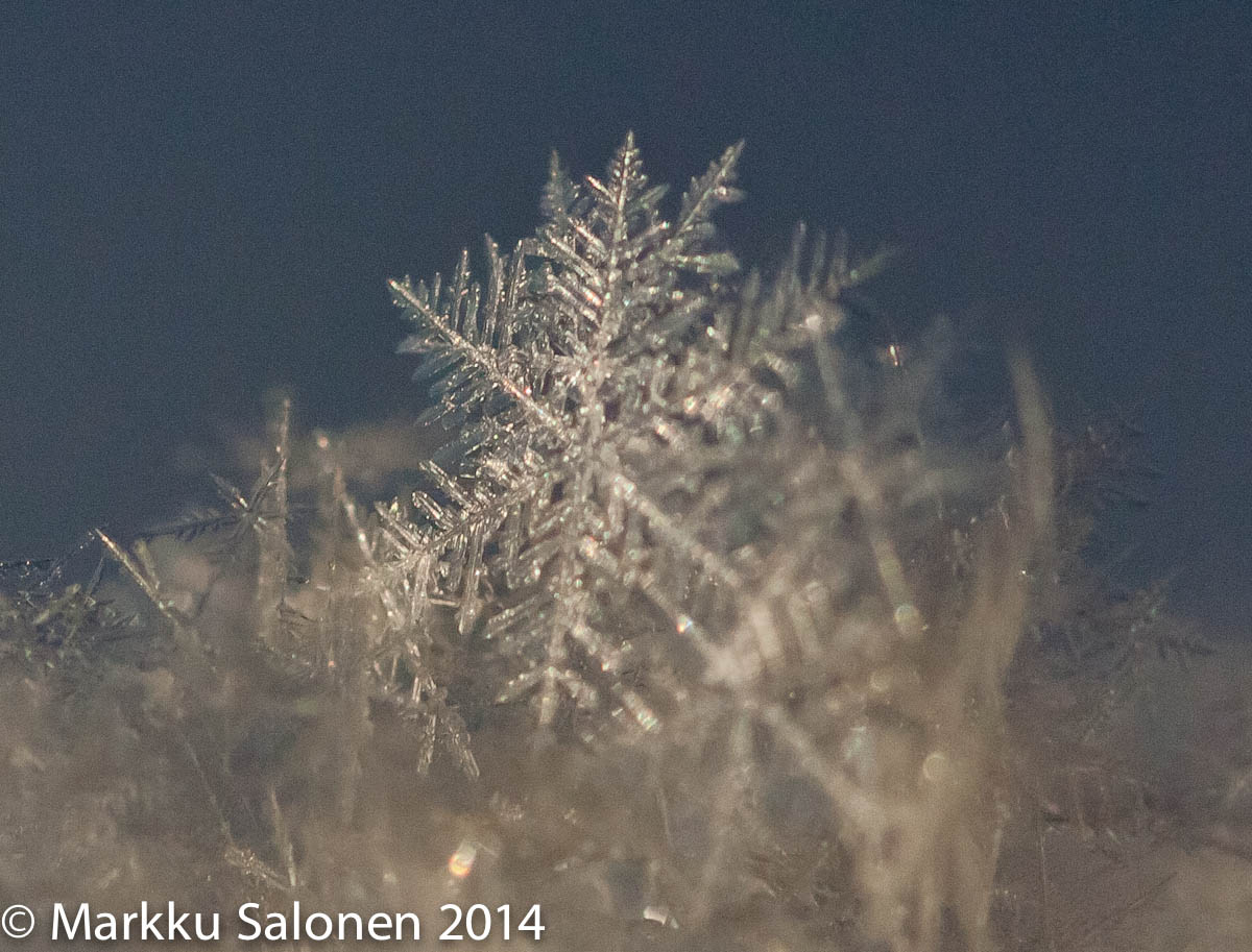 Valokuvaaja: Markku Salonen Valokuvaaja: Markku Salonen