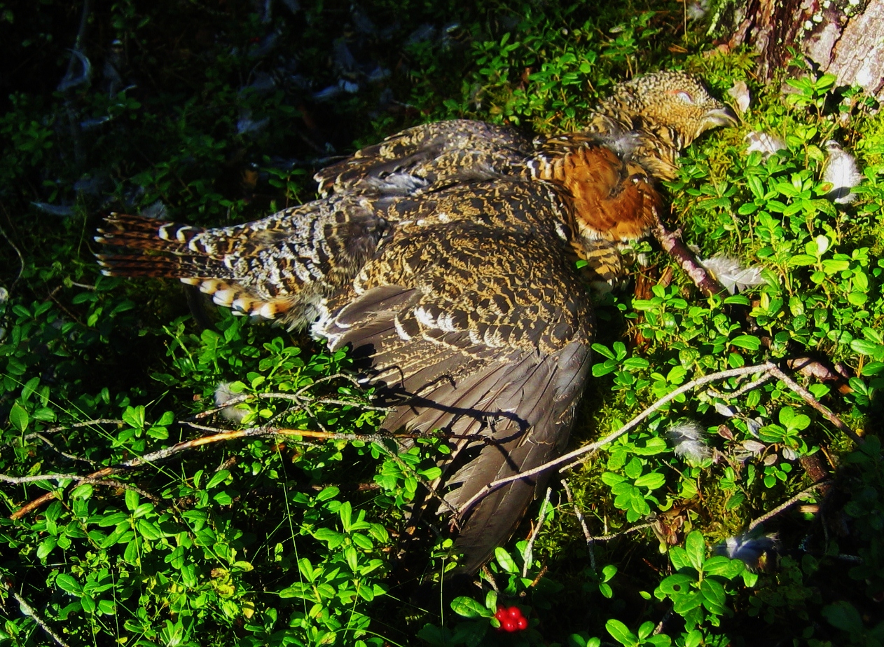 Valokuvaaja: Juhani Kolari