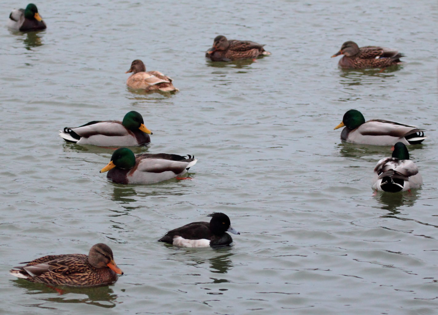 Valokuvaaja: Lasse Ylisaari