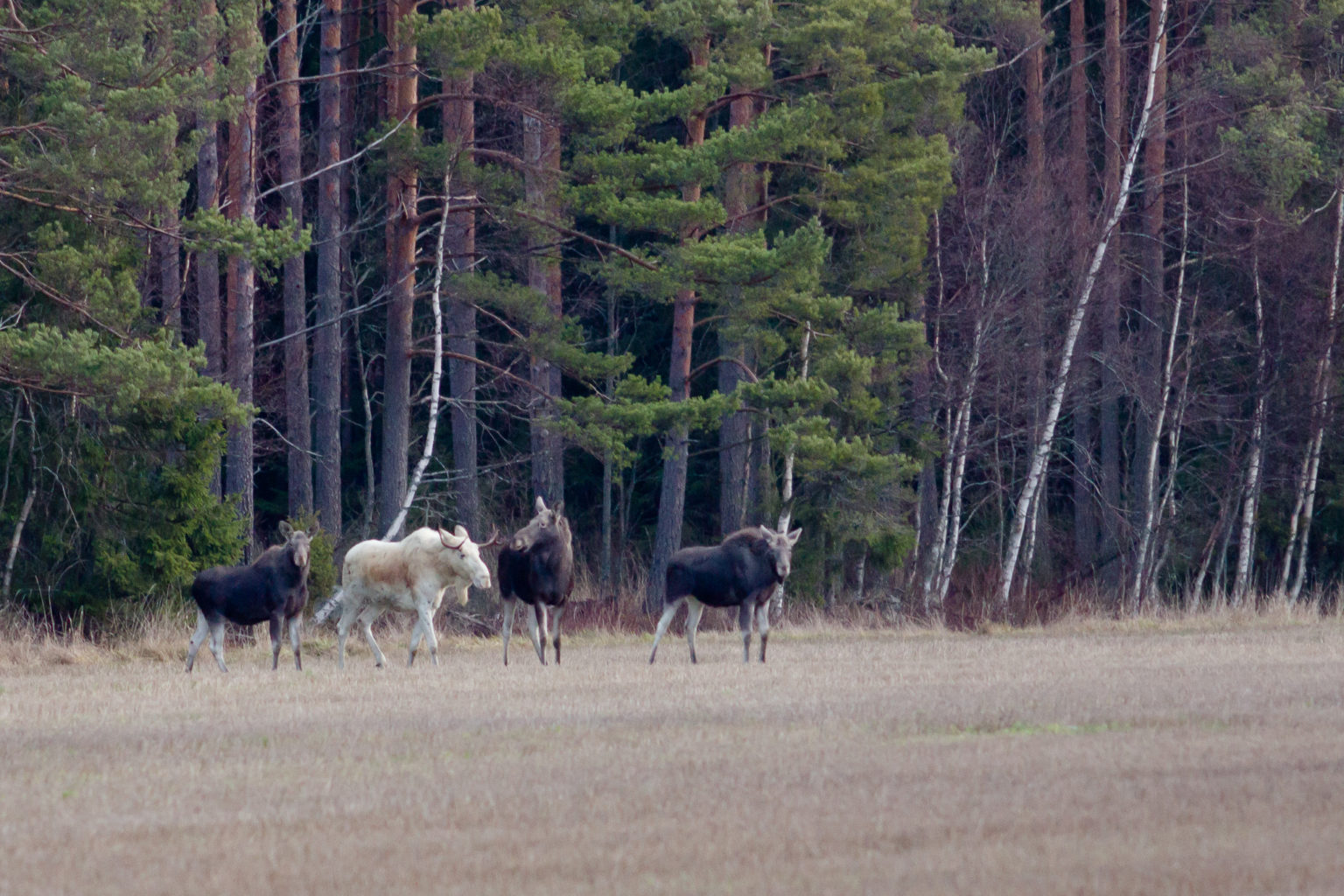 Valokuvaaja: Janne Kari