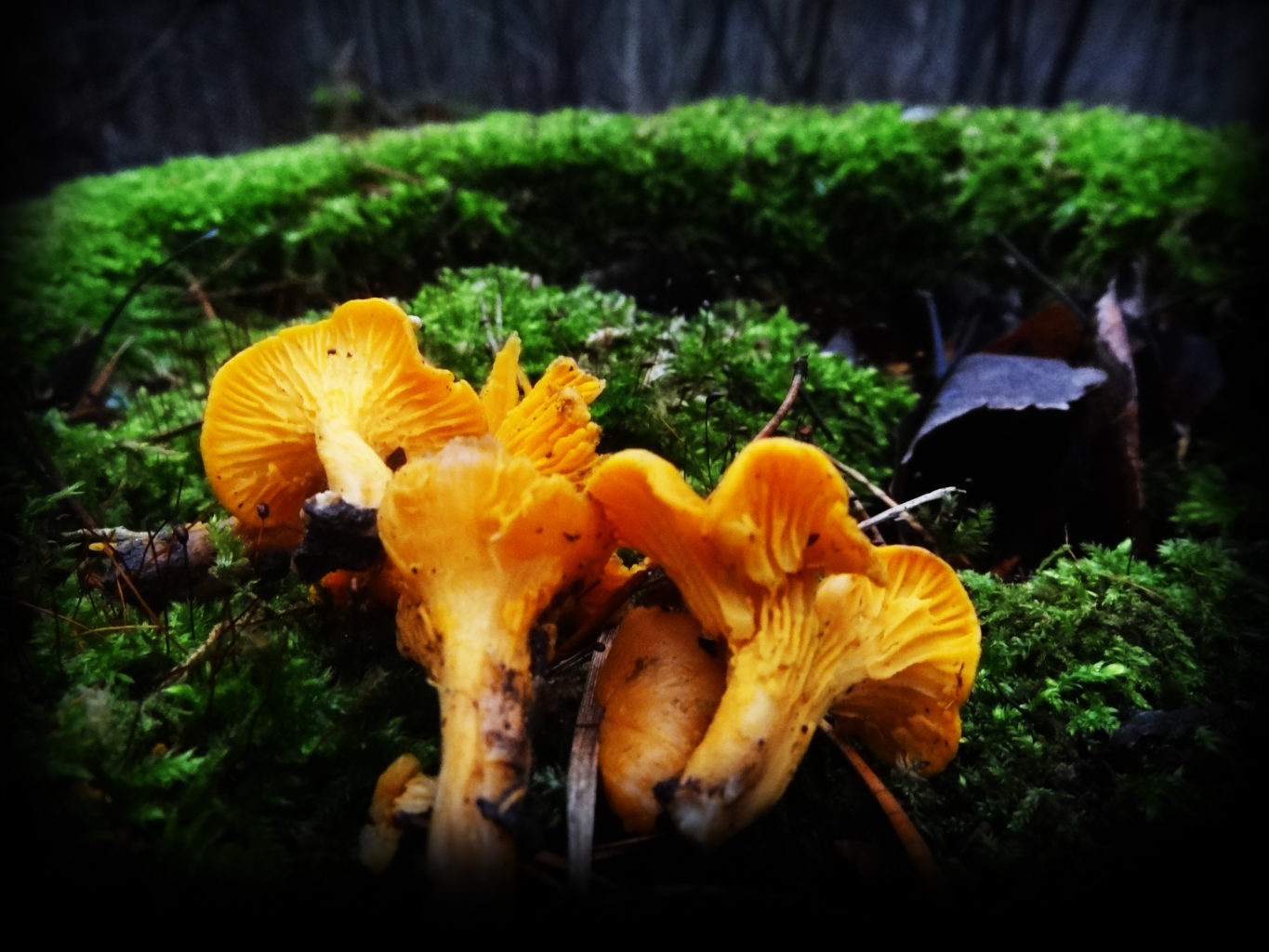 Valokuvaaja: Petri Pärssinen