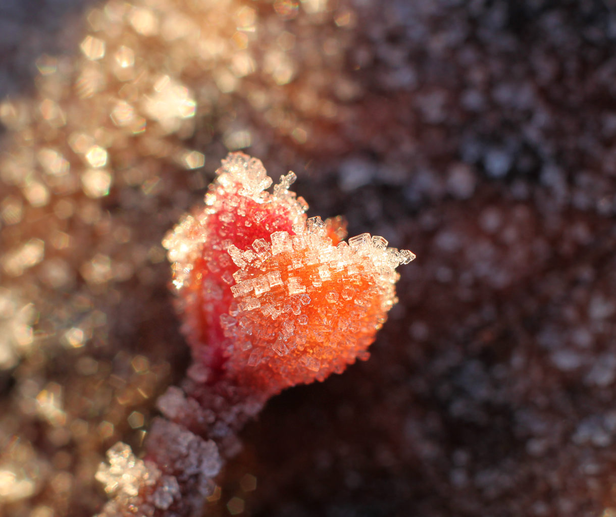 Valokuvaaja: Tarja Porkkala