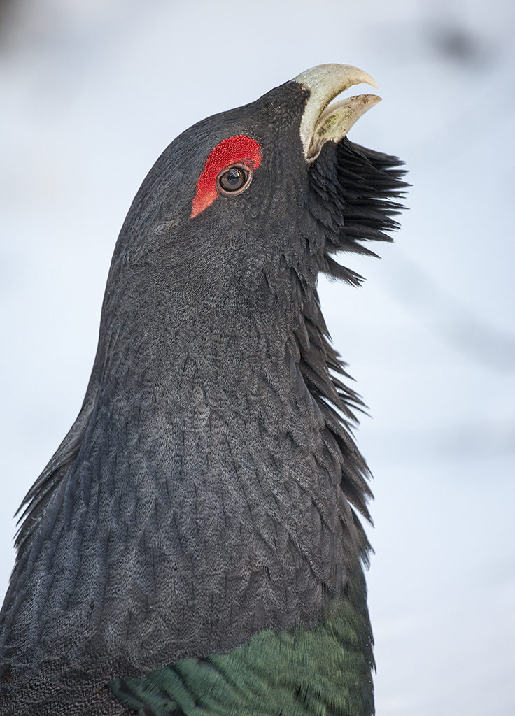 Valokuvaaja: Ana Schorin