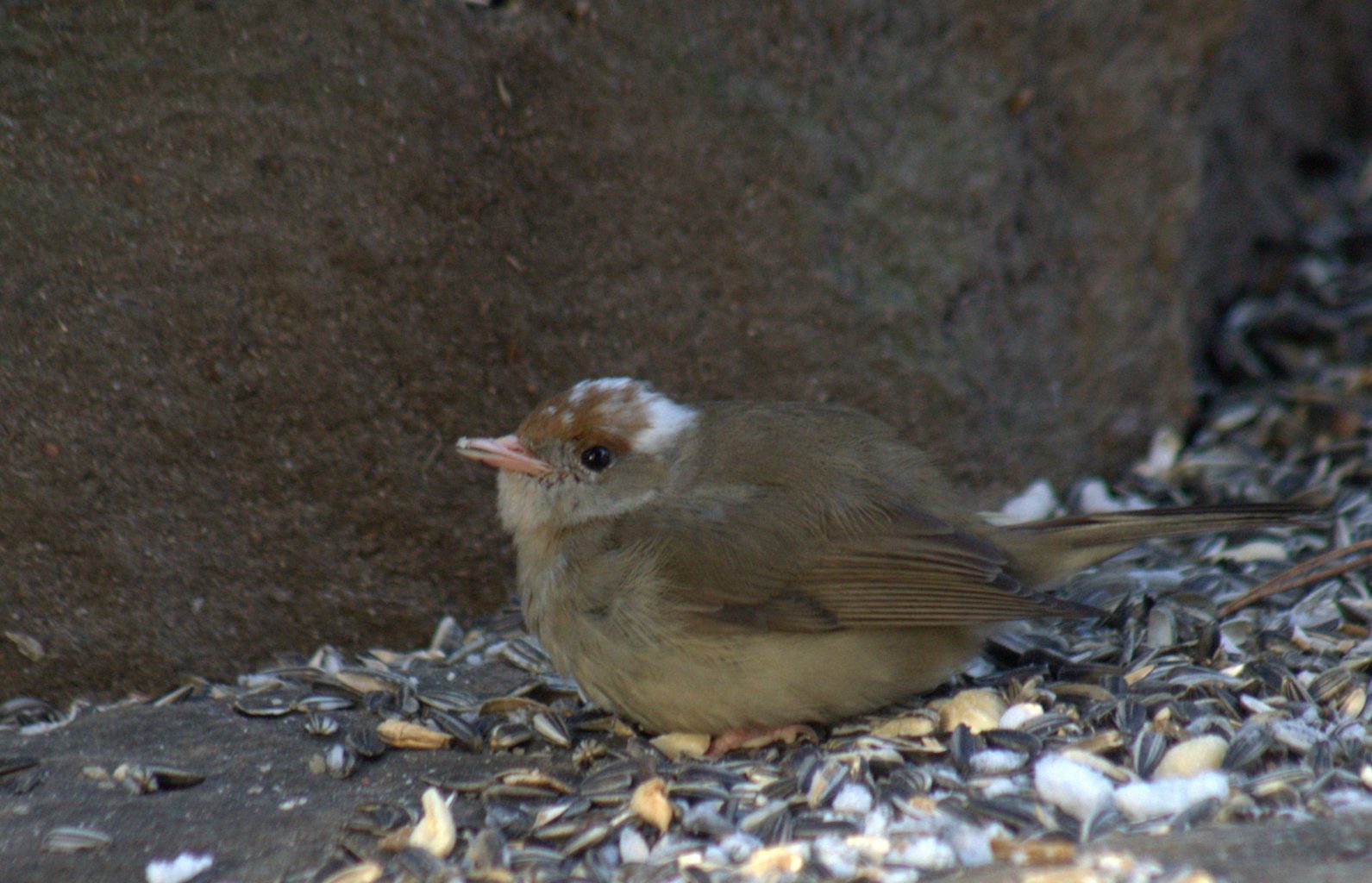 Valokuvaaja: Aimo Aalto