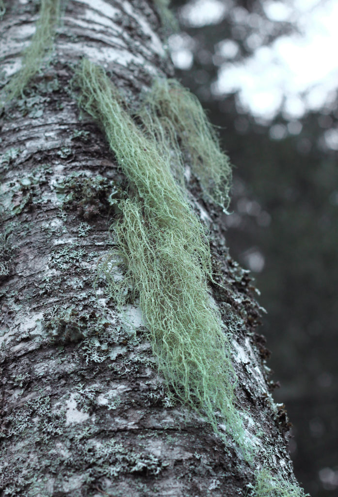 Valokuvaaja: Tarja Porkkala