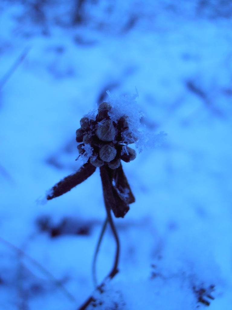 Valokuvaaja: Kaarina Heiskanen