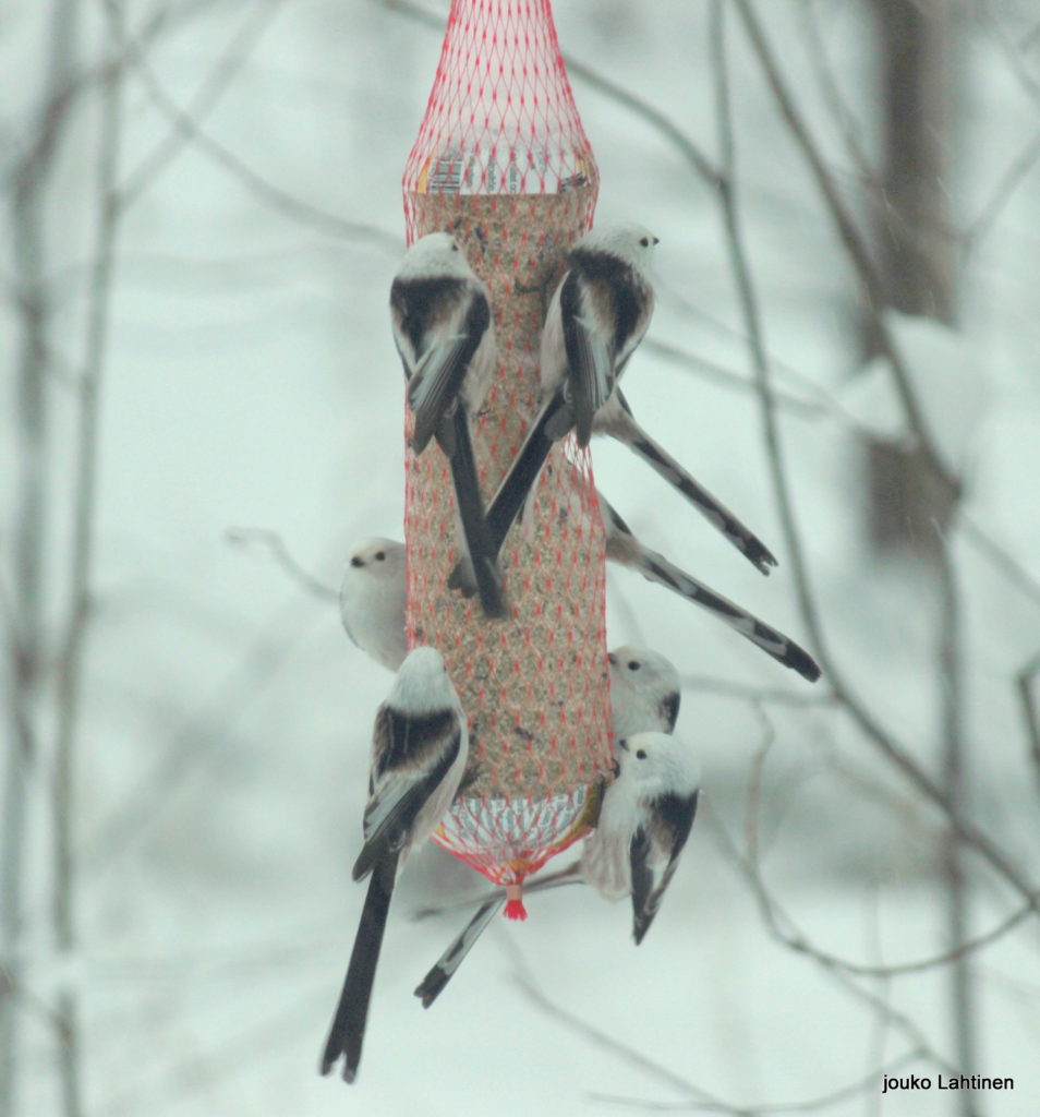 Valokuvaaja: Jouko Lahtinen