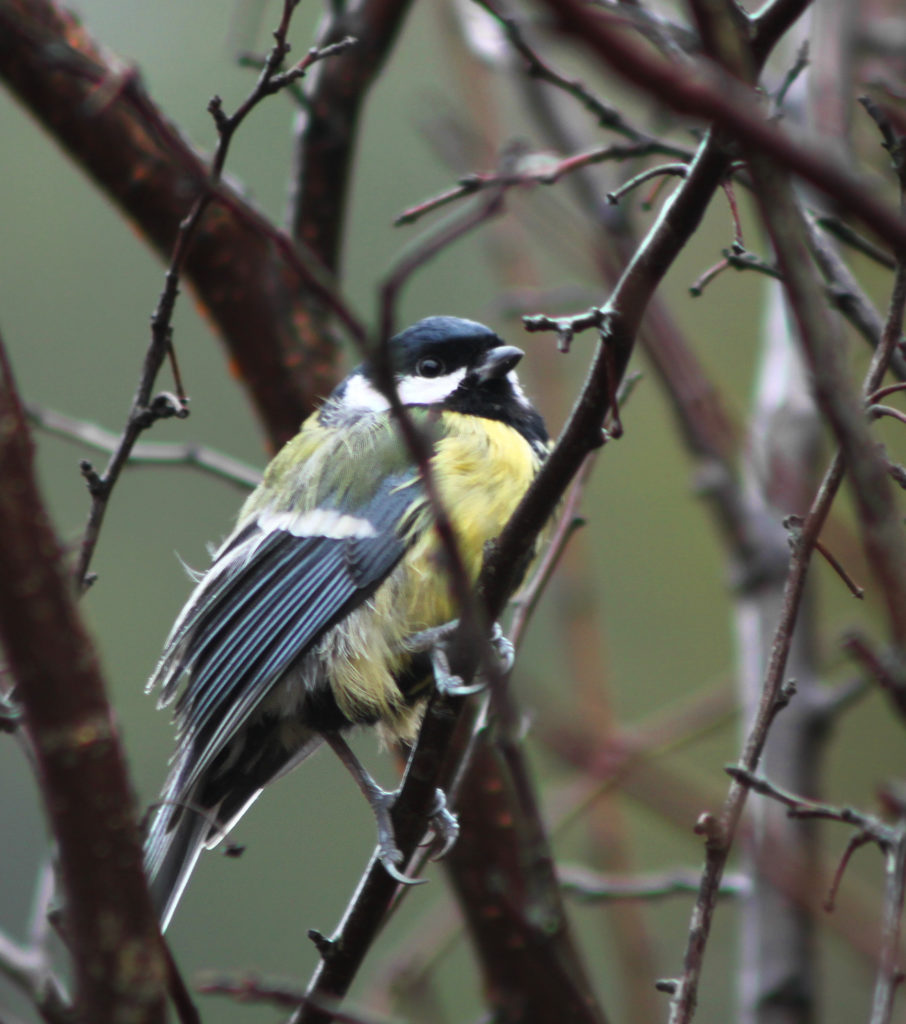 Valokuvaaja: Tarja Porkkala