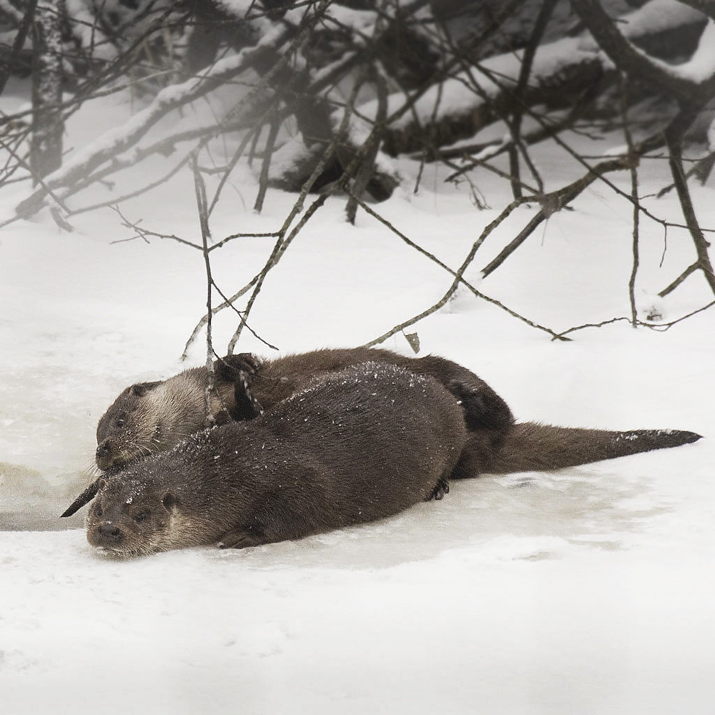Valokuvaaja: Ana Schorin