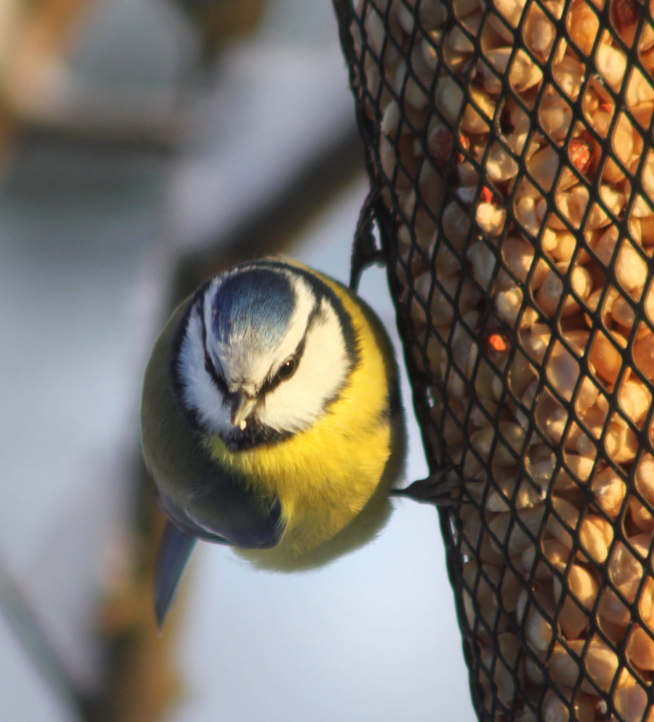 Valokuvaaja: Tarja Porkkala
