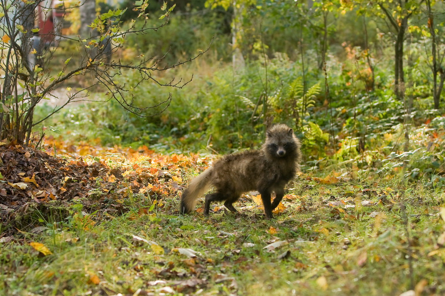 Valokuvaaja: Harri Luojus