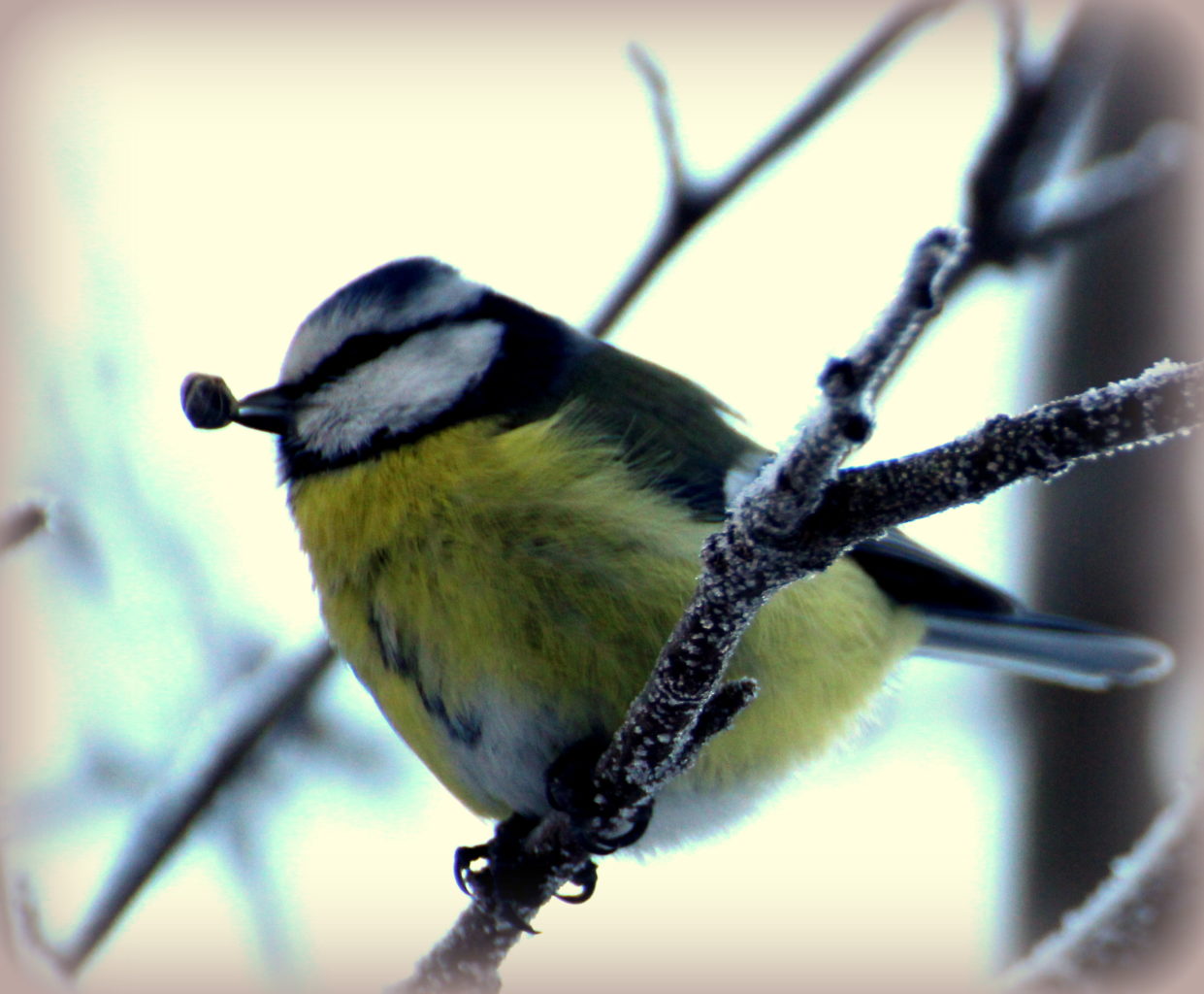 Valokuvaaja: Irja Lehtinen Valokuvaaja: Irja Lehtinen