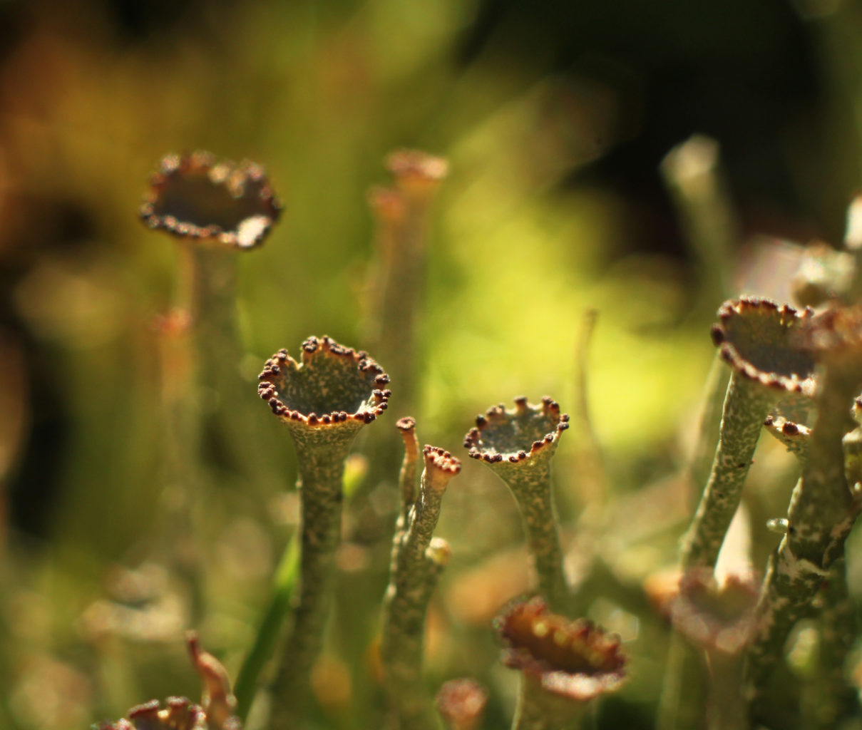 Valokuvaaja: Tarja Porkkala