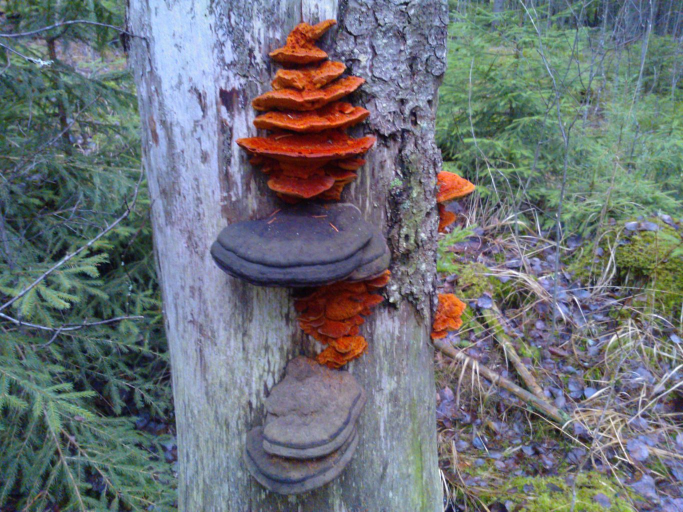 Valokuvaaja: Leena Sarell-Kankaanpää