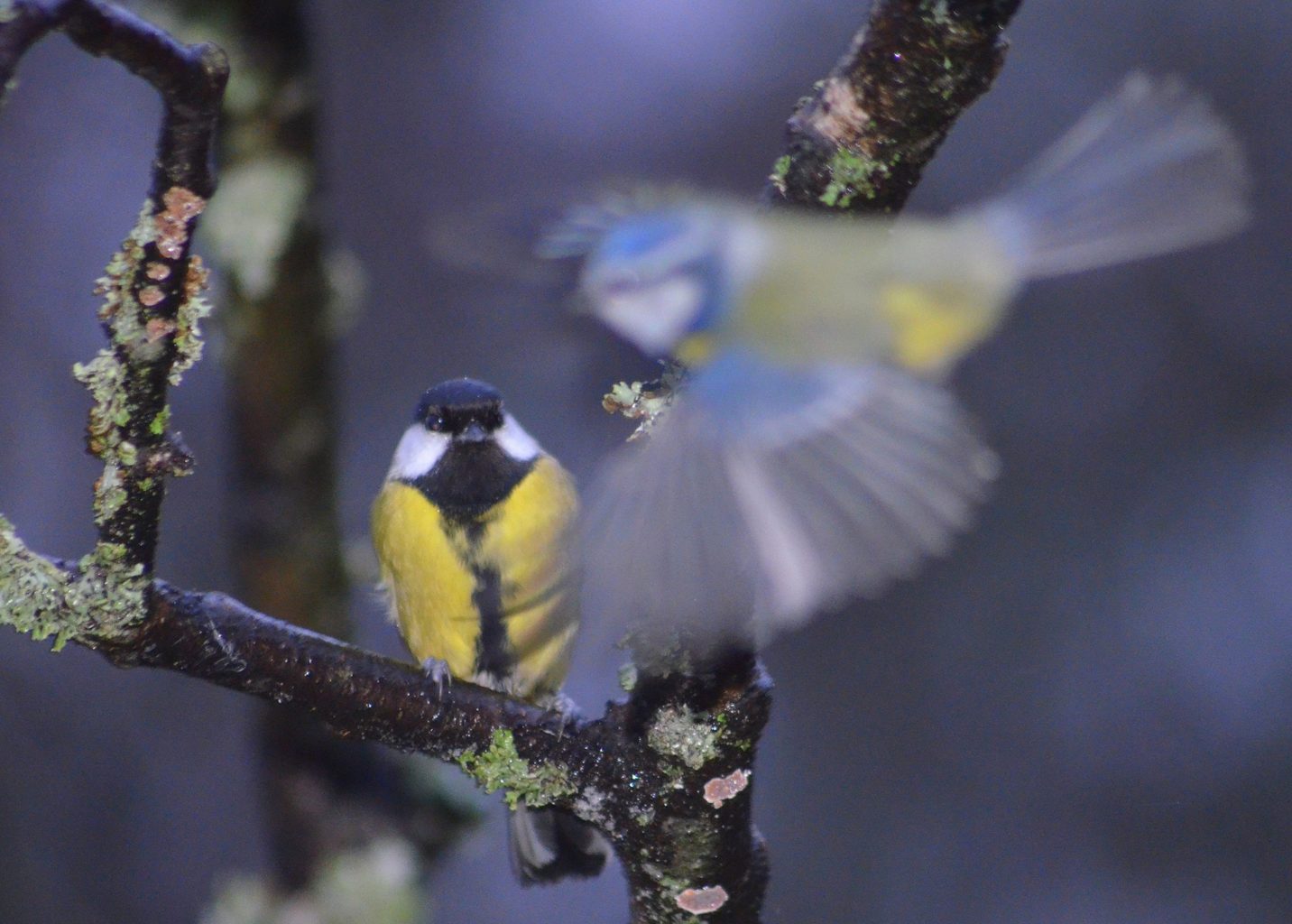 Valokuvaaja: Eija Varjola