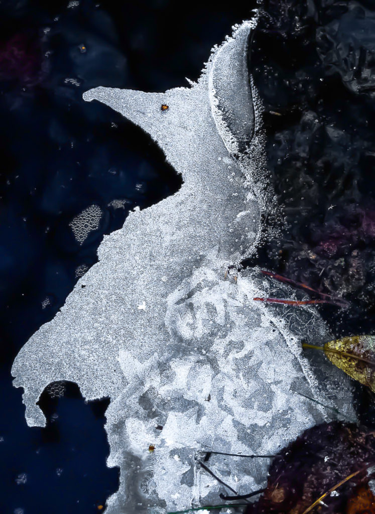 Valokuvaaja: Sissu Nevalainen