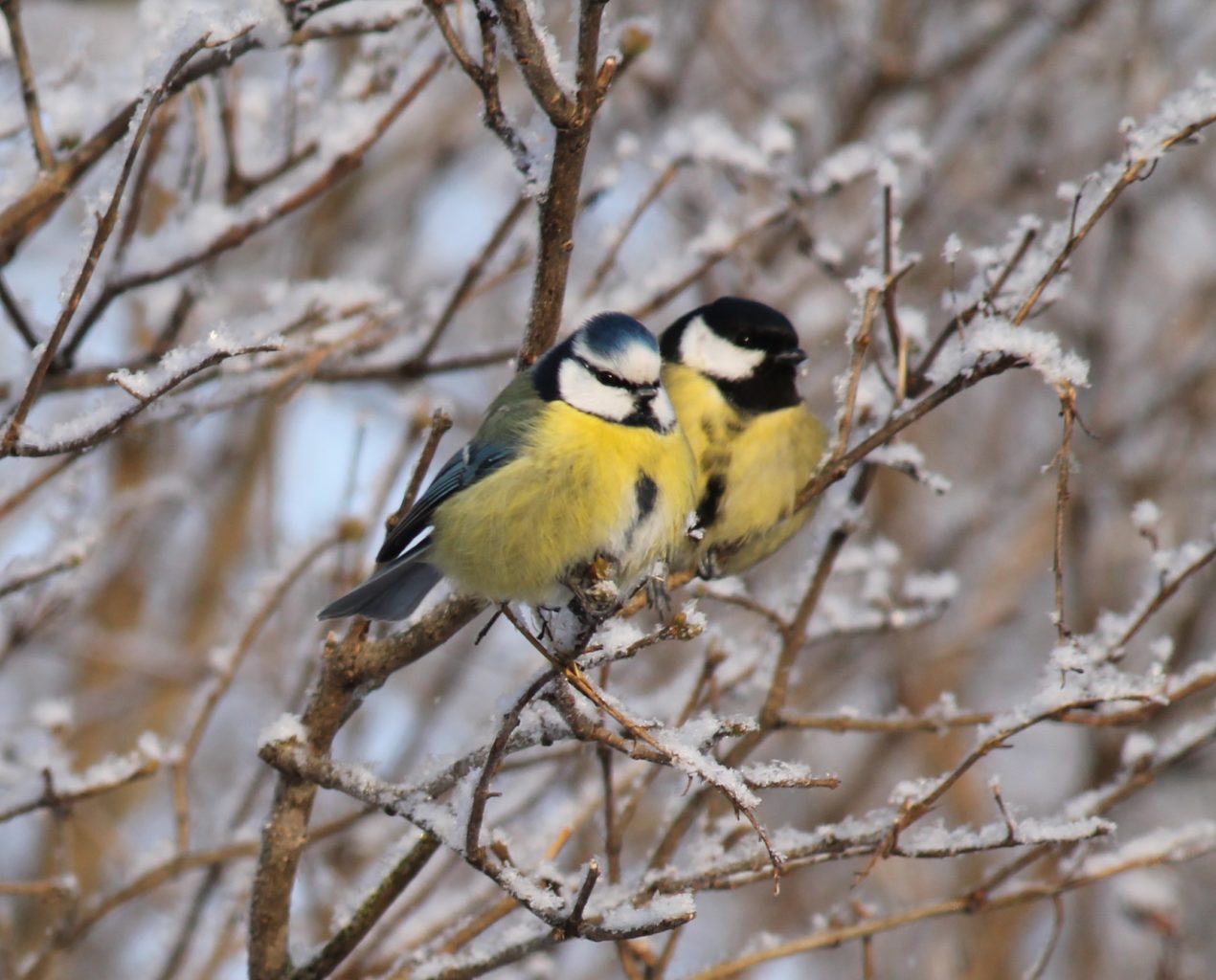 Valokuvaaja: tuomisto-lehtinen minna