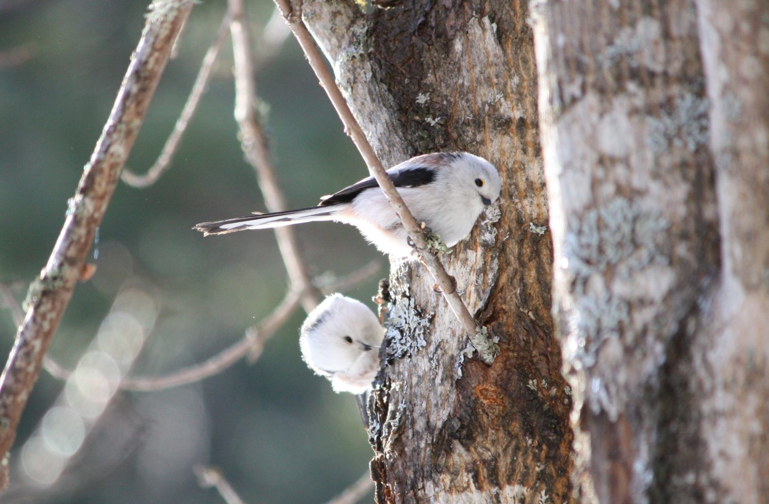 Valokuvaaja: Juho Niiles
