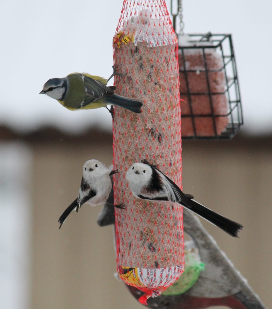 Valokuvaaja: tuomisto-lehtinen minna