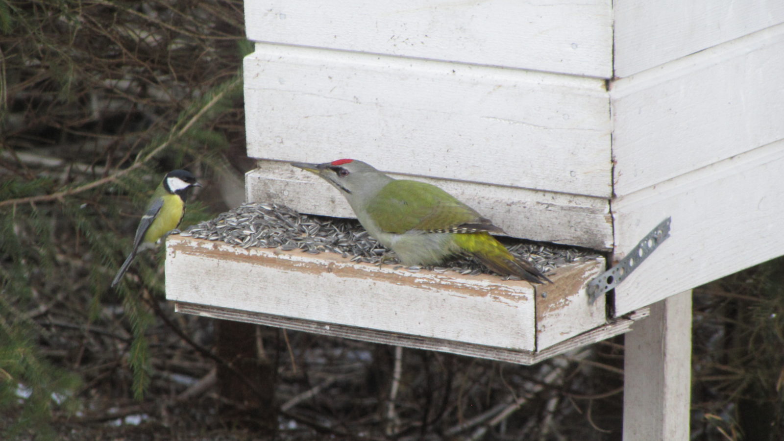 Valokuvaaja: Arja Airila Valokuvaaja: Arja Airila