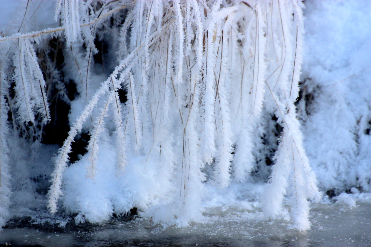 Valokuvaaja: Irja Lehtinen