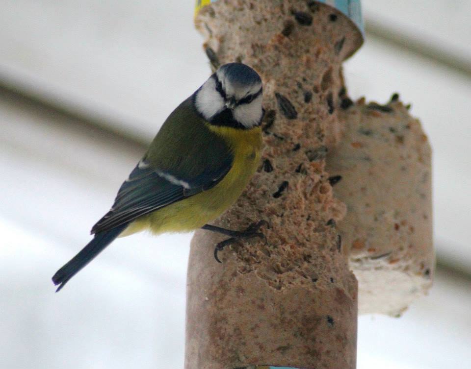 Valokuvaaja: Satu Kuntola