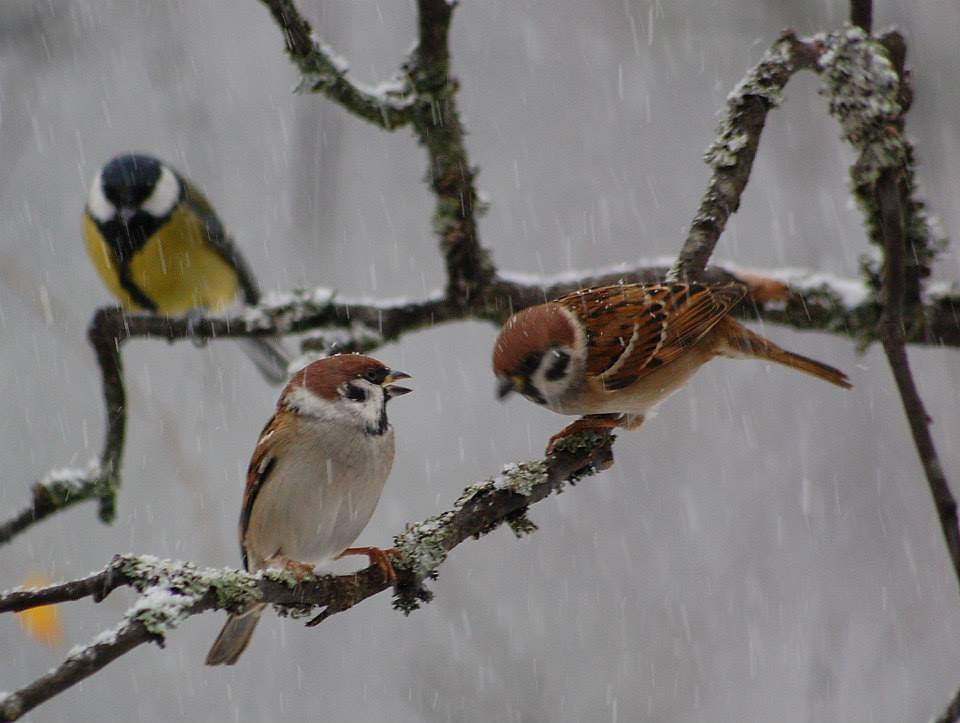 Valokuvaaja: Eija Varjola