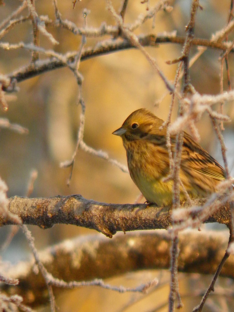 Valokuvaaja: terhi viiala