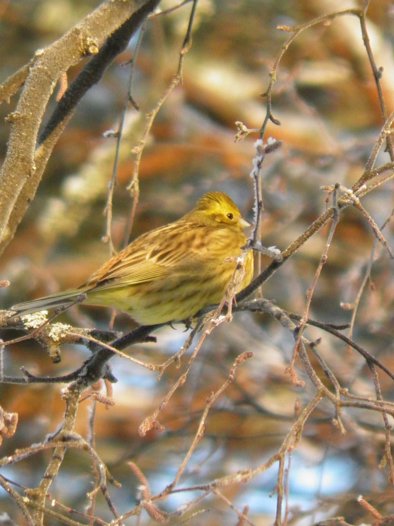 Valokuvaaja: terhi viiala