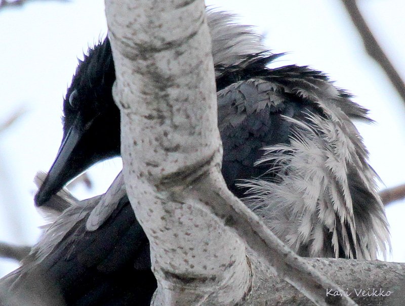 Valokuvaaja: Kari Veikko