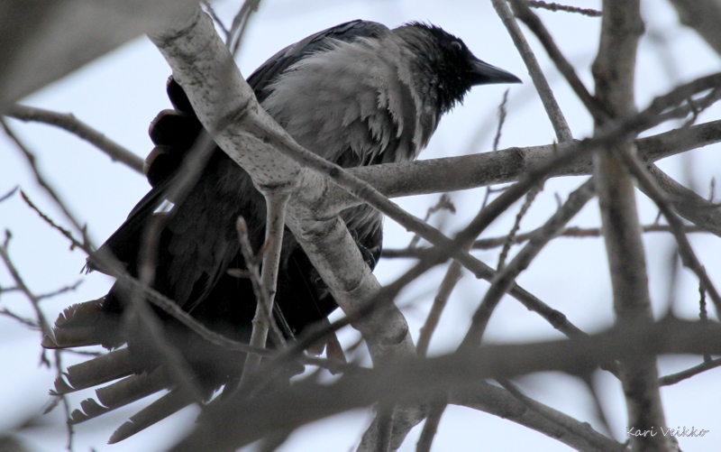 Valokuvaaja: Kari Veikko Valokuvaaja: Kari Veikko