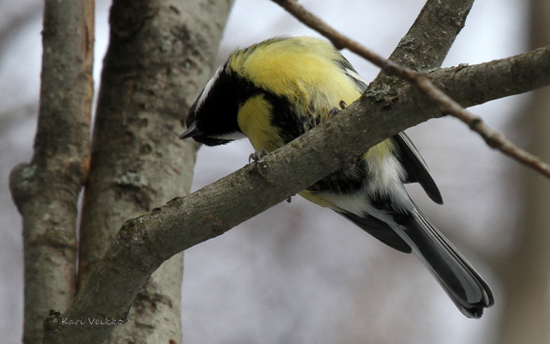Valokuvaaja: Kari Veikko