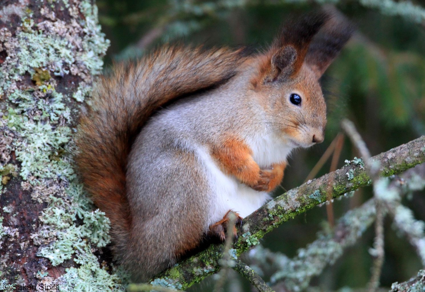 Valokuvaaja: Sakari Sipilä