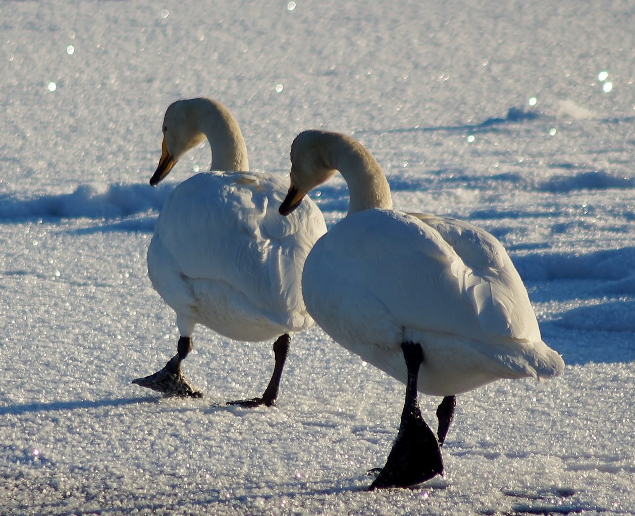 Valokuvaaja: Maarit Siitonen