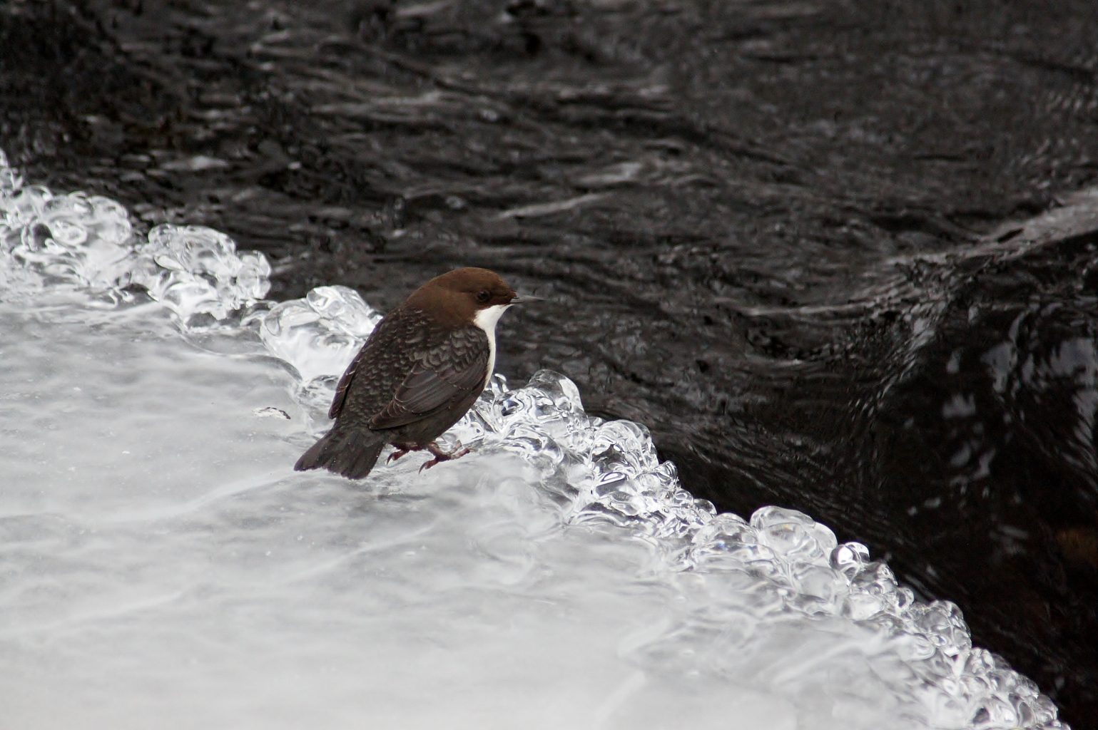 Valokuvaaja: Tuulikki Piikkilä