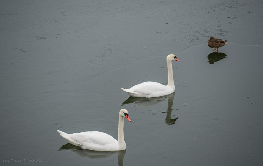 Valokuvaaja: Toni Limnell
