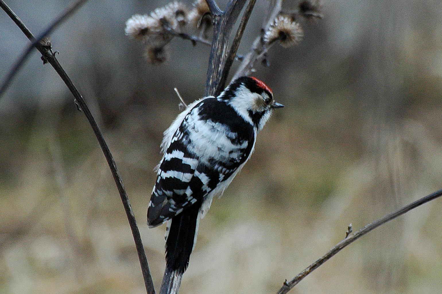 Valokuvaaja: Paavo Siukonen