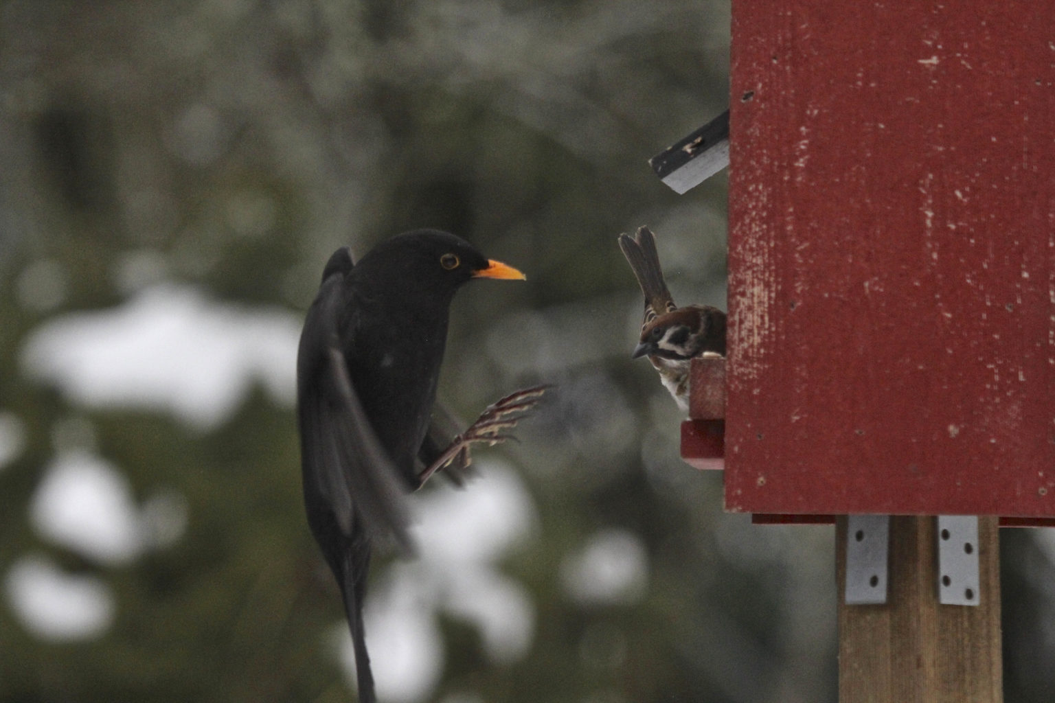 Valokuvaaja: Henry Espo